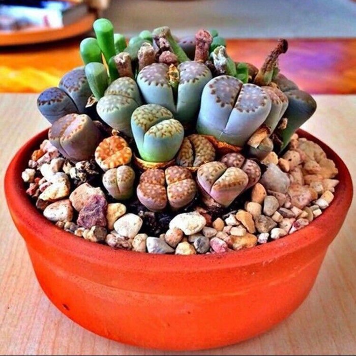 Rare Lithops Mix Succulent Cactus Exotic Living Stones Desert Rock Seed 50 Seeds #3052