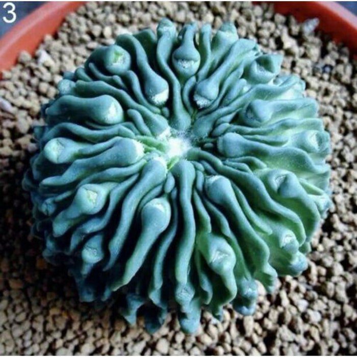 20Pcs Mixed Succulent Seeds Lithops Rare Living Stones Plants Cactus #4813
