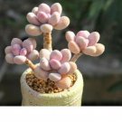 Mixed Succulent Lithops Rare Living Stones Plants Cactus 50 Seeds #1549