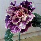 5 Purple Cream Desert Rose Seeds Adenium Obesum Flower Flowers Seed Bloom #6915