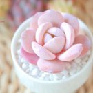 Succulent Lithops Rare Living Stones Plants Cactus 50 Seeds #0573