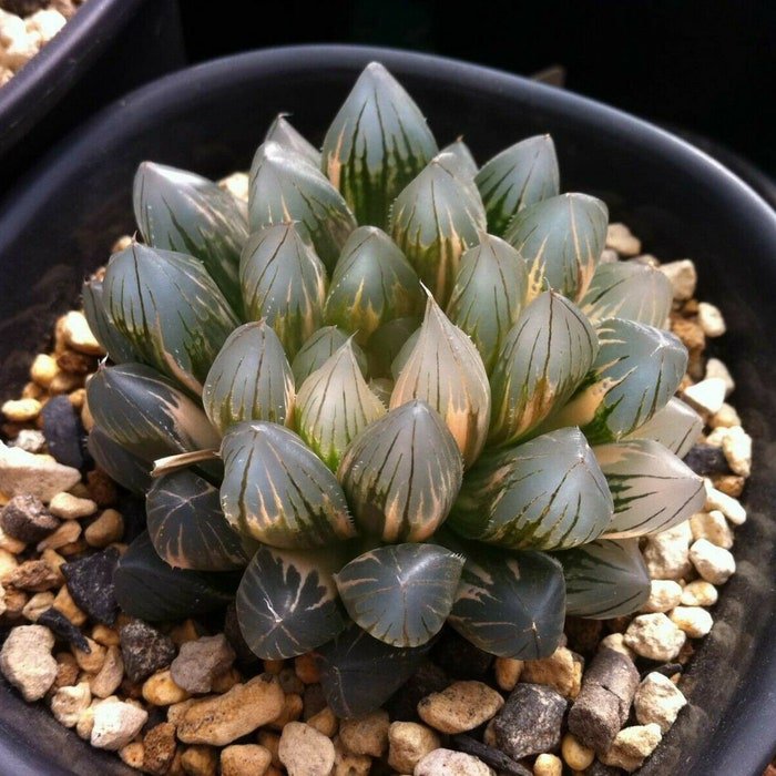 Mixed Succulent Lithops Rare Living Stones Plants Cactus 50 Seeds #6823
