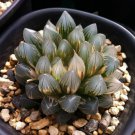 Mixed Succulent Lithops Rare Living Stones Plants Cactus 50 Seeds #6823
