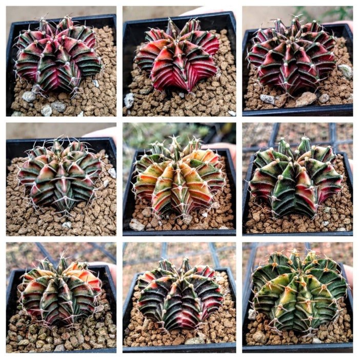 Lithops Rare Living Stones Plants Cactus Plants Cactus 10 Seeds #9079