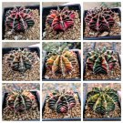 Lithops Rare Living Stones Plants Cactus Plants Cactus 10 Seeds #9079