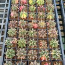 10Pcs Mix Succulent Seeds Lithops Rare Living Stones Plants Cactus Plants Cactus #1022