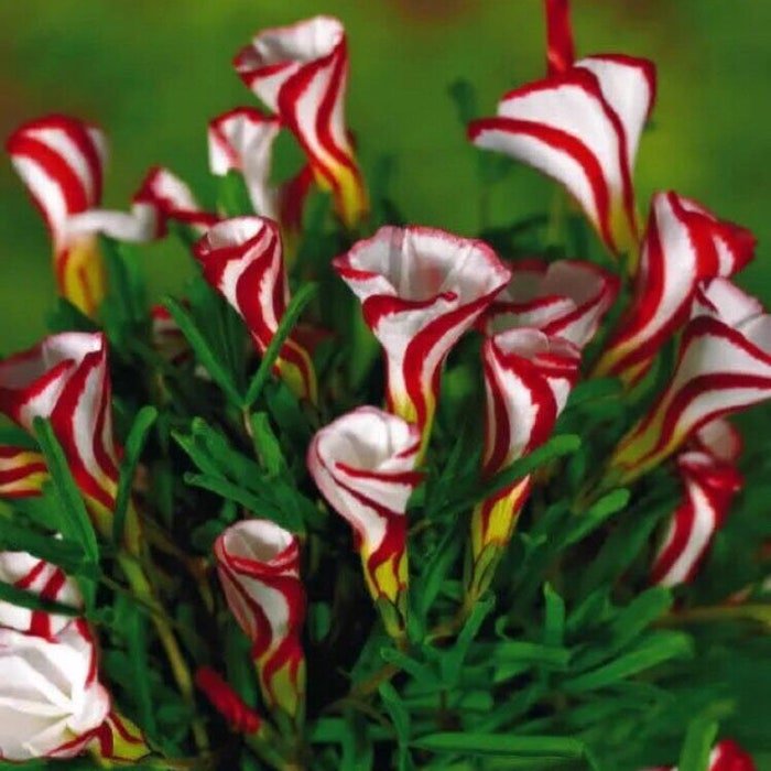 Us Seller Oxalis Versicolor Flowers 100Pcs Seed Beautiful Flowering Plants