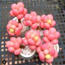 50 Pcs Pack Egg Succulents Seeds Echinopsis Tubiflora Cactus Seed