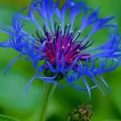 Centaura Montana Spotted 50 Seeds Rare Perennial! Blue Flower