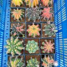 10Pcs Mix Succulent Seeds Lithops Rare Living Stones Plants Cactus Plants Cactus