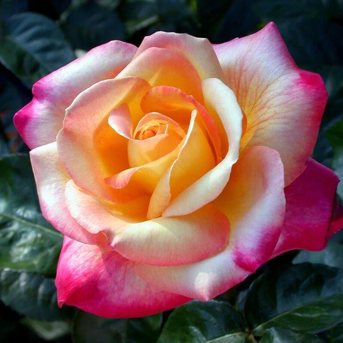 50Pcs Rare Seed Love & Peace Rose Bush #0114