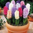 Usa 50Pcs Hyacinthus Orientalis Seeds Hyacinth Seeds Mixing Varieties