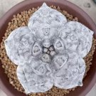 10Pcs Succulent Seeds Lithops Rare Living Stones Plants Cactus Plants Cactus Seeds #3913