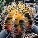 Lithops Rare Living Stones Plants Cactus Plants Cactus 10 Seeds #7455
