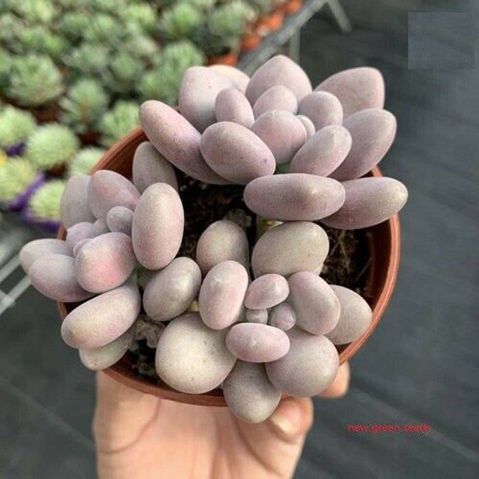 Mixed Succulent Lithops Rare Living Stones Plants Cactus 50 Seeds #5704