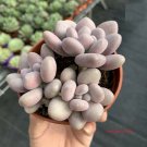 Mixed Succulent Lithops Rare Living Stones Plants Cactus 50 Seeds #5704