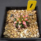 Lithops Rare Living Stones Plants Cactus Plants Cactus 10 Seeds #1023