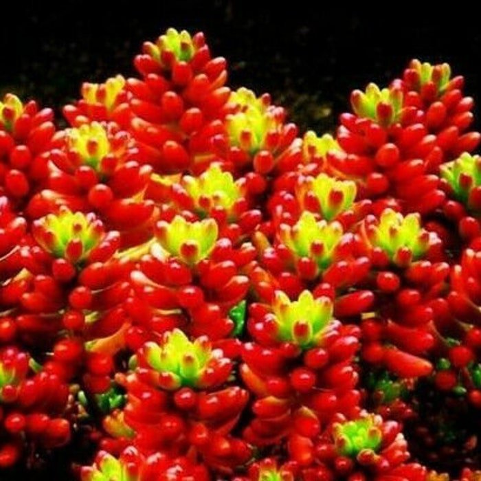 Mixed Succulent Lithops Rare Living Stones Plants Cactus 50 Seeds #8931