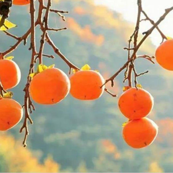 20Pcs Persimmon Seeds Plants Fruit Trees Diospyros Cargillia Garden Fresh #2010
