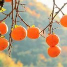20Pcs Persimmon Seeds Plants Fruit Trees Diospyros Cargillia Garden Fresh #2010