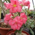 5 Pcs Desert Rose Flower Adenium Obesum Peony Bonsai Seeds #7518