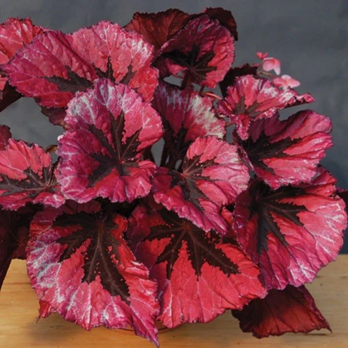 20Pcs Red Coleus Flower Seeds #3451