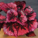 20Pcs Red Coleus Flower Seeds #3451