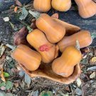 Honeynut Squash Seeds