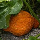 Golden Hubbard Winter Squash Seeds