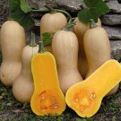 Waltham Butternut Winter Squash Seeds