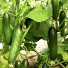 Beit Alpha Cucumber Seeds