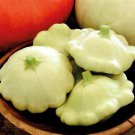 Benning'S Green Tint Summer Squash Seeds