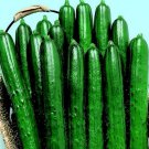 Summer Top Cucumber Seeds