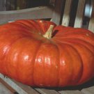 Cinderella Pumpkin Seeds