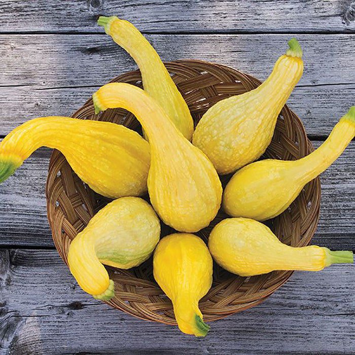 Summer Crookneck Squash Seeds