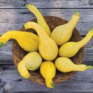 Summer Crookneck Squash Seeds