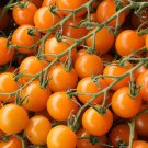 Cherry Orange Tomato Seeds