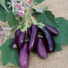 Purple Fingers Eggplant Seeds
