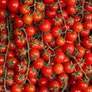 Sweet Million Cherry Tomato Seeds