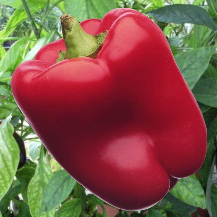 Red Knight Sweet Bell Pepper Seeds