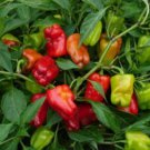 Caribbean Blend Hot Pepper Seeds