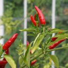 Tabasco Hot Pepper Seeds