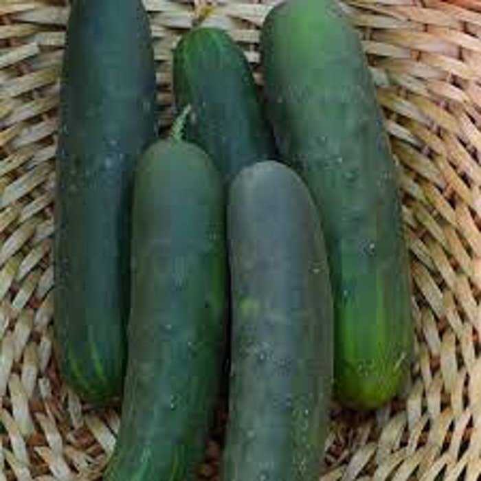 Marketmore 80 Cucumber Seeds