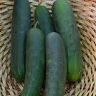 Marketmore 80 Cucumber Seeds