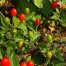 Chiltepin Tepin Hot Pepper Seeds