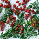 World'S Smallest Tomato Seeds