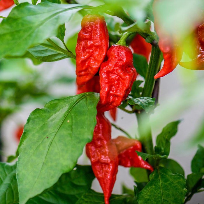 Ghost Bhut Jolokia Hot Pepper Seeds
