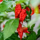 Ghost Bhut Jolokia Hot Pepper Seeds
