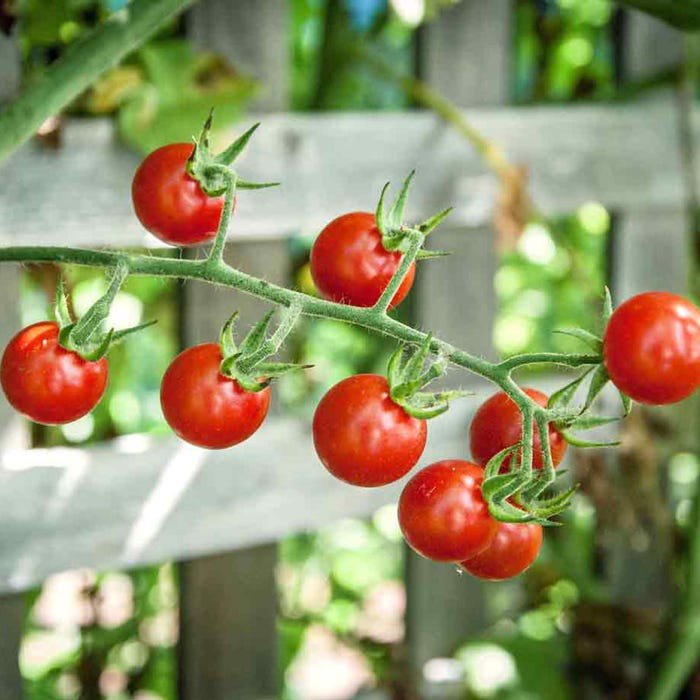 Sweet Pea Currant Tomato Seeds