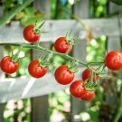 Sweet Pea Currant Tomato Seeds